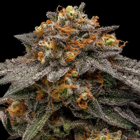 Ripper Seeds - Shimo